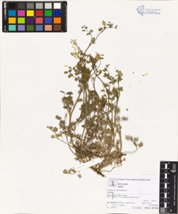Fumaria capreolata L.