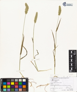 Lophochloa cristata (L.) Hyl.