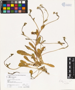 Calepina irregularis (Asso) Thell.