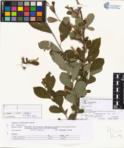 Salix cinerea L.