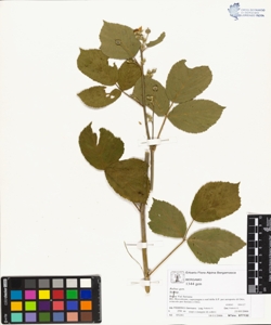 Rubus Gen.