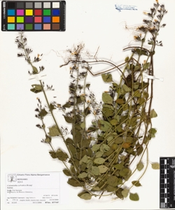 Calamintha sylvatica Bromf.