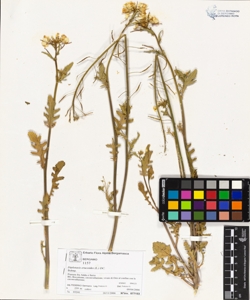 Diplotaxis erucoides (L.) DC.