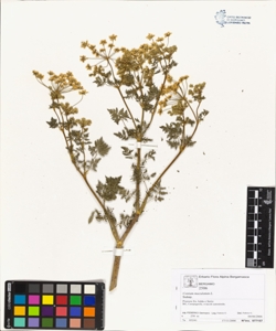 Conium maculatum L.