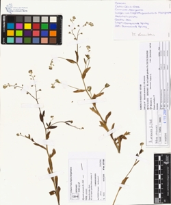 Myosotis arvens¿s (L.) Hill subsp. arvens¿s