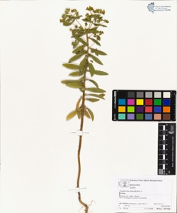 Euphorbia platyphyllos L.