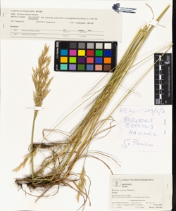 Bromus erectus Hudson