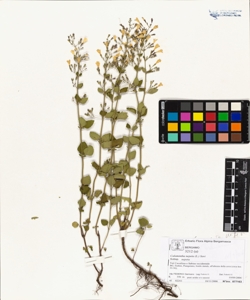 Calamintha nepeta (L.) Savi subsp. nepeta