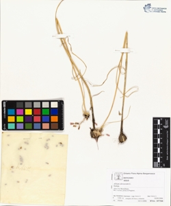 Allium oleraceum L.