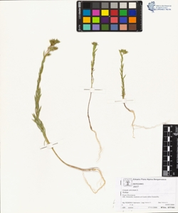 Linum strictum L.