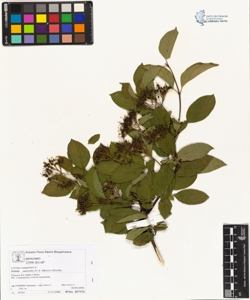 Cornus sanguinea L. subsp. hungarica (Karpati) So¿