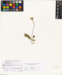 Hieracium pilosella L.
