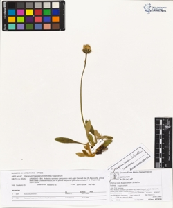 Hieracium hoppeanum Schultes subsp. hoppeanum