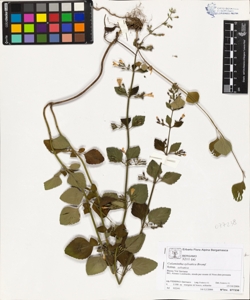 Calamintha sylvatica Bromf. subsp. sylvatica