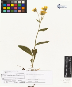 Hieracium x dentatum Hoppe