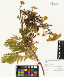 Tanacetum vulgare L.