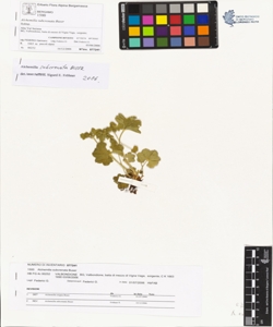 Alchemilla subcrenata Buser