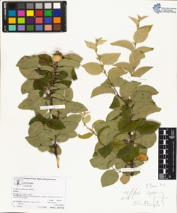 Cydonia oblonga Miller
