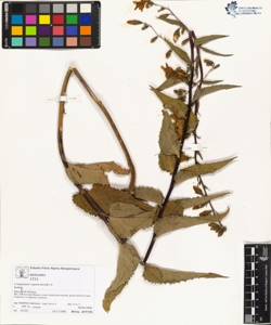 Campanula rapunculoides L.
