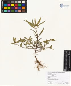 Euphorbia hypericifolia L.