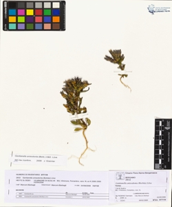 Gentianella anisodonta (Borb¿s) L¿ve