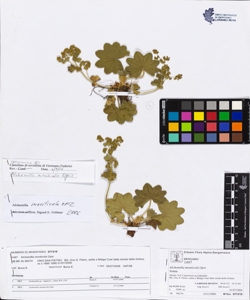 Alchemilla monticola Opiz