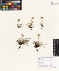 Antennaria carpathica (Wahlenb.) Bl. et Fing.