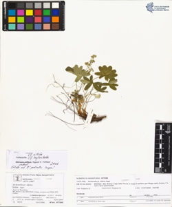 Alchemilla gr. alpina