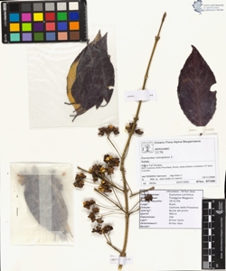 Euonymus europaeus L.