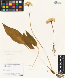 Allium urs¿num L.