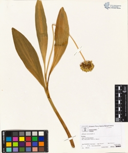 Allium victorialis L.