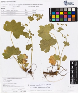 Alchemilla xanthochlora Rothm.
