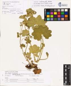 Alchemilla subcrenata Buser