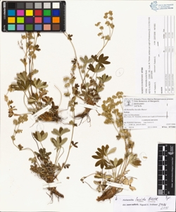 Alchemilla lucida Buser