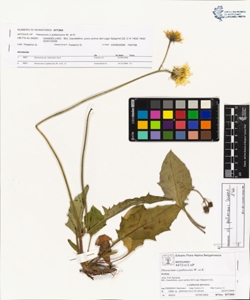 Hieracium x pallescens W. et K.