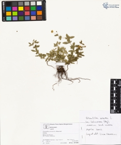 Potentilla erecta (L.) R¿uschel