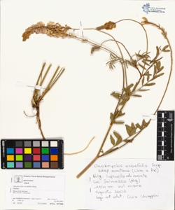 Onobrychis viciifolia Scop.