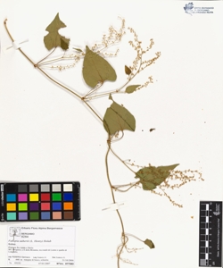 Fallopia aubertii (L. Henry) Holub