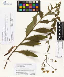 Hieracium neoplatyphyllum Gottschl.