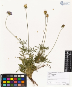 Scabiosa gramuntia L.