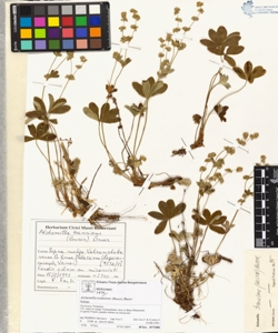 Alchemilla trans¿ens (Buser) Buser