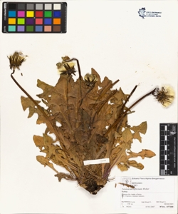 Taraxacum officinale (Aggr.)
