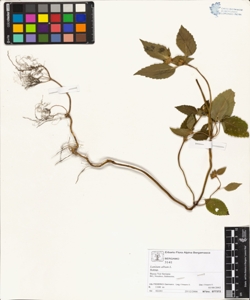 Lamium album L.