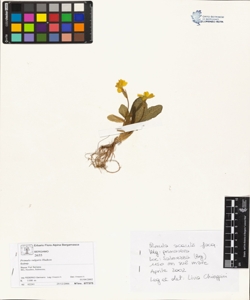 Primula vulgaris Hudson