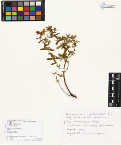 Hypericum perforatum L.
