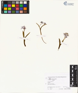 Scilla bifolia L.
