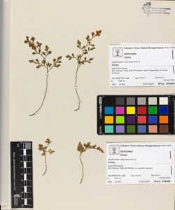 Asplenium ruta-muraria L.
