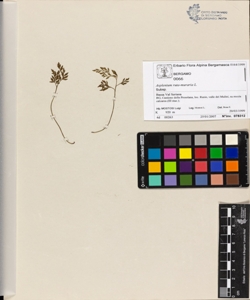 Asplenium ruta-muraria L.