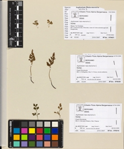 Asplenium ruta-muraria L.
