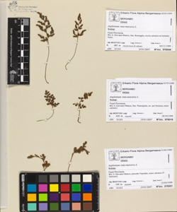 Asplenium ruta-muraria L.